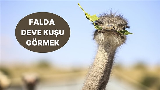 Falda Deve Kuşu Görmek Ne Anlama Gelir? Size İyi Gelecek Bir Seyahate Hazır mısınız?