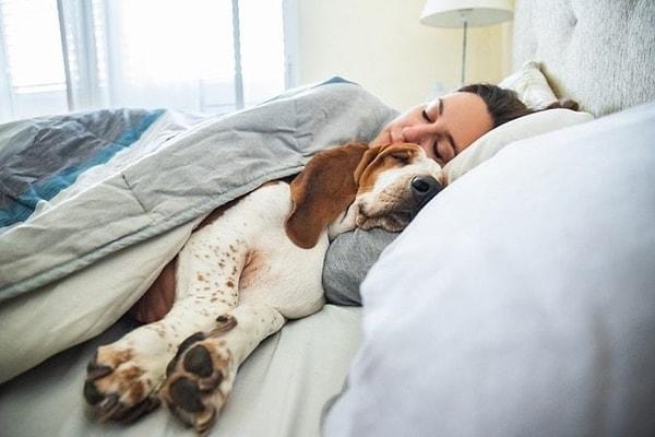 ABD'deki Lincoln Memorial Üniversitesi'nden Dr. Lauren Wisnieski ve ekibinin araştırmasına göre köpek sahiplerinin kedi sahiplerine nazaran uyku bozukluğu yaşama olasılığının daha fazla olduğu ortaya çıktı.
