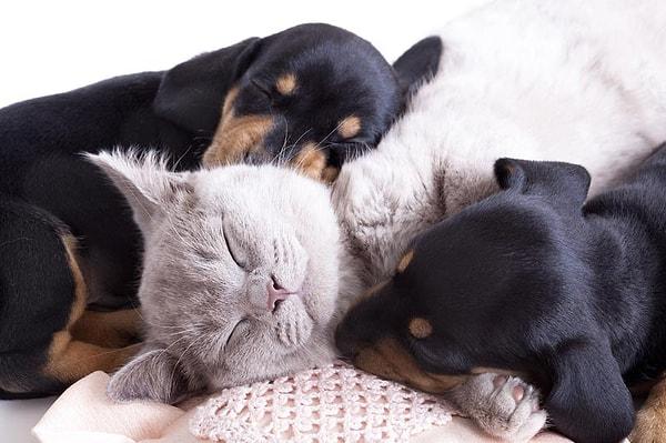 Kedi ve köpeklerle uyumanın uyku bozukluğuna sebep olması olumsuz bir etki olarak ortaya çıksa da evcil hayvanlarla uyumanın pek çok olumlu yönü olduğu başka araştırmalarla saptandı.