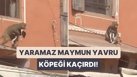 Kaçırdığı Köpek Yavrusunu Sokaktaki Çatılarda Gezintiye Çıkaran Yaramaz Maymunun Viral Olan Görüntüleri