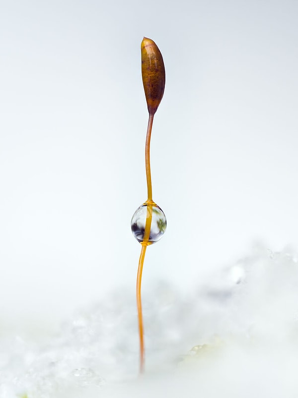 Второе место  в категории «Ботаническая Британия» — «Снежный земной шар», Герайнт Рэдфорд