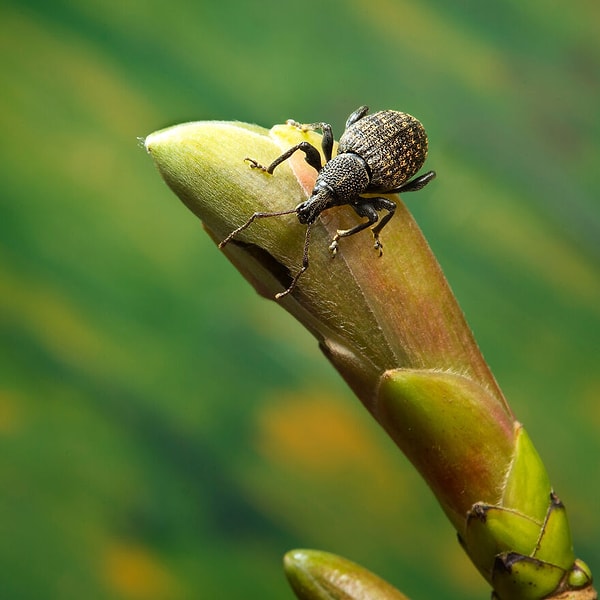 Победитель в категории 11 лет и младше — «Виноградный долгоносик», Уилбур Кинг