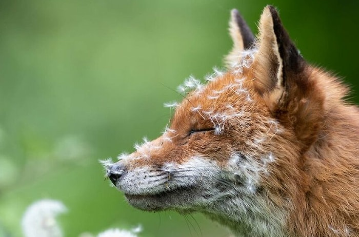 Лучшие фото дикой природы: British Wildlife Photography Awards 2023 объявила победителей