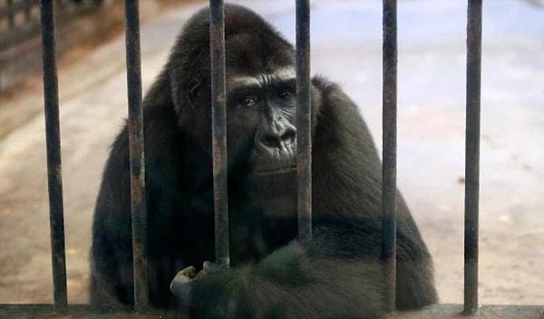PETA: "Bu tip gorillerin, türlerinin diğer üyeleriyle birlikte yaşamaları gerekiyor."