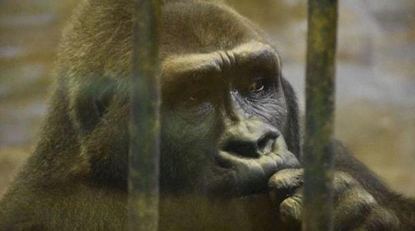Henüz küçücük bir gorilken Almanya’dan Tayland’daki bir alışveriş merkezinde bulunan kafesine getirilen Bua Noi, 30 yıldır burada tek başına yaşıyor.