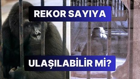 30 Yıldır Tek Başına Kafeste Tutulan ‘Dünyanın En Yalnız Gorili’ İmza Kampanyası ile Kurtarılmayı Bekliyor