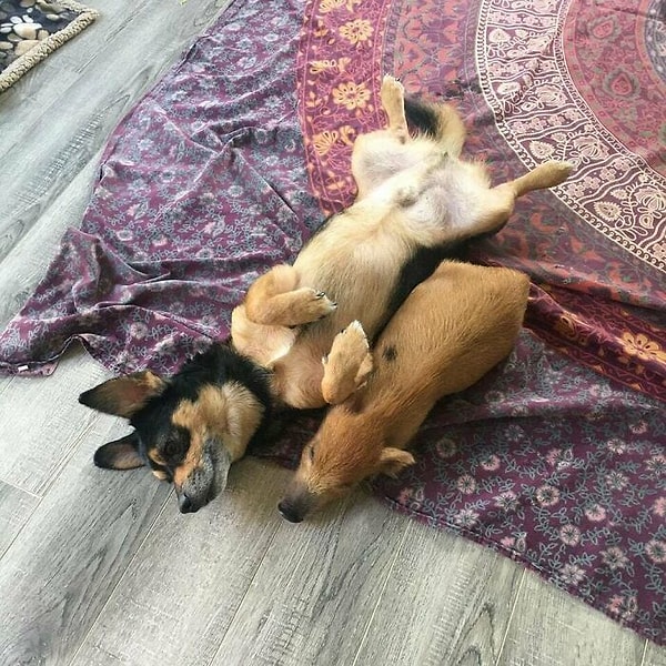 8. Очаровашки