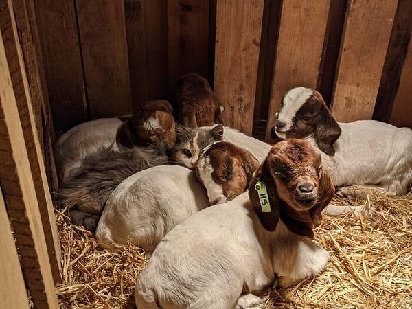 18. Кошка всегда спит вместе с козлятами