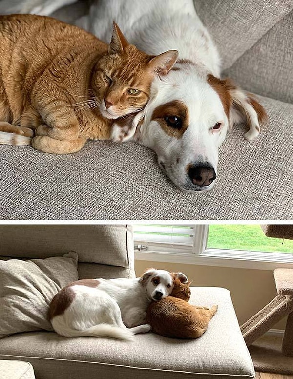 25. Всем нужно немного ласки