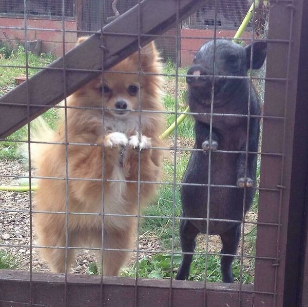 30. Две подружки