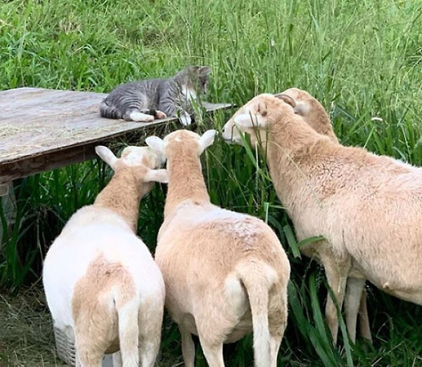 39. Чарли встретил овечек