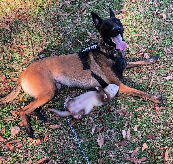 45. Собаки — лучшие друзья не только человека, но и всем остальным!
