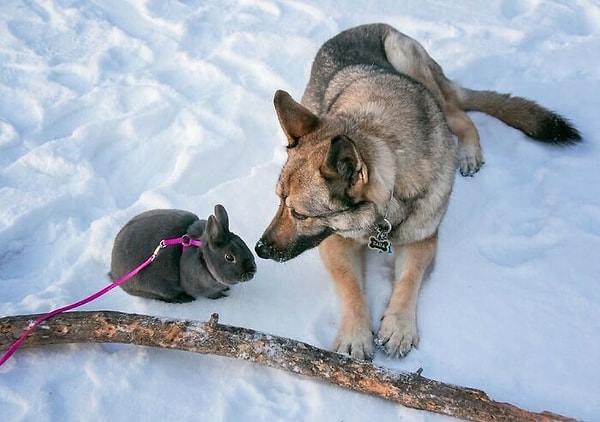 47. Вот такая неожиданная дружба