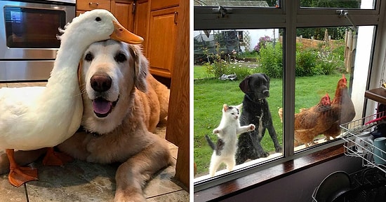 47 очаровательных фото неожиданной дружбы между животными