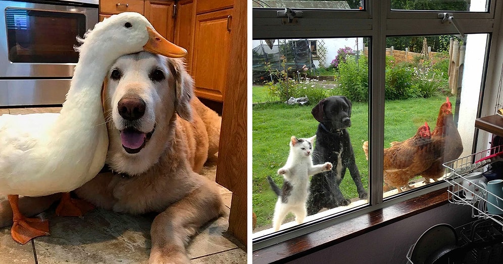 47 очаровательных фото неожиданной дружбы между животными