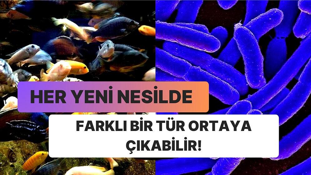 Yeni Türlerin Oluşması Mümkün mü?