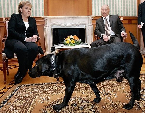 12. Merkel'in köpeklerden korktuğunu öğrenince görüşmeye bir köpekle gelen Putin ve Merkel'in tepkisi👇