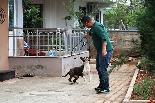 Köpeği gören bina sakinleri, 112 Acil Çağrı Merkezi'nden yardım istedi. İhbarla adrese gelen ekipler, Muratpaşa ve Büyükşehir belediyelerini arayıp, ekip talep etti. Köpeğin saldırı ihtimaline karşı binaya giriş-çıkışlara izin verilmedi.