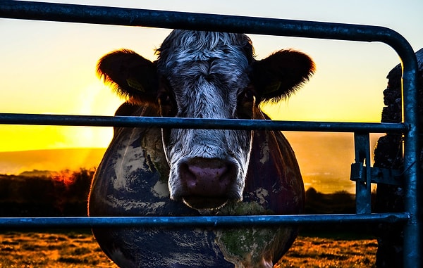 10. Cowspiracy: The Sustainability Secret (2014)