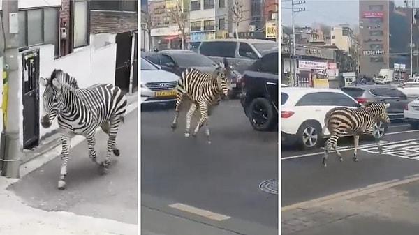 Güney Kore'nin başkenti Seul'de 'Sero' isimli bir zebra hayvanat bahçesinden kaçtı.
