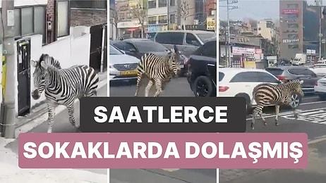 Hayvanat Bahçesinden Kaçan Zebra Saatlerce Sokaklarda Dolaştı