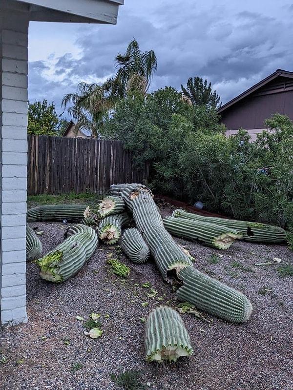 6. 'Fırtınadan sonra bahçemdeki kaktüs kırıldı.'