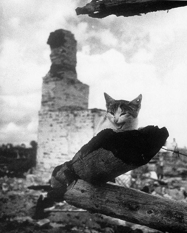 14. Rusya'da II. Dünya Savaşı sırasında kulağında kurşun izi olan bir kedi. (1943)