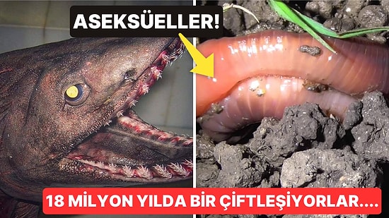 Doğanın Korkutucu Yüzünü İliklerinize Kadar Hissetmenize Sebep Olacak Birbirinden Ürkütücü 15 Yeni Fotoğraf