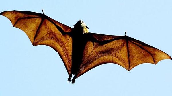 "Pteropus vampyrus" yani halk içinde bilinen ismiyle uçan tilki, dünyadaki en büyük yarasa türü olarak biliniyor.