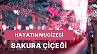 Geldi Bahar Ayları: Japonya'nın Kutsal Çiçeği Sakura ve İçinizi Açacak Sakura Festivali