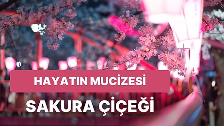 Geldi Bahar Ayları: Japonya'nın Kutsal Çiçeği Sakura ve İçinizi Açacak Sakura Festivali