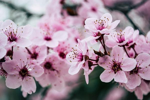 Sakura çiçek açması anlamına gelen bir kelime olsa da bu kelime Japonlarda kiraz ağaçlarının çiçeklenmesini anlatmak için kullanılır.