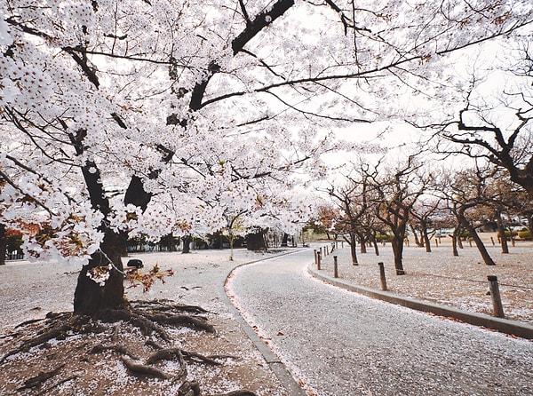Sakuranın Japon kültüründeki bir başka anlamı ise Wabi-sabi felsefesi ile ortaya çıkar.