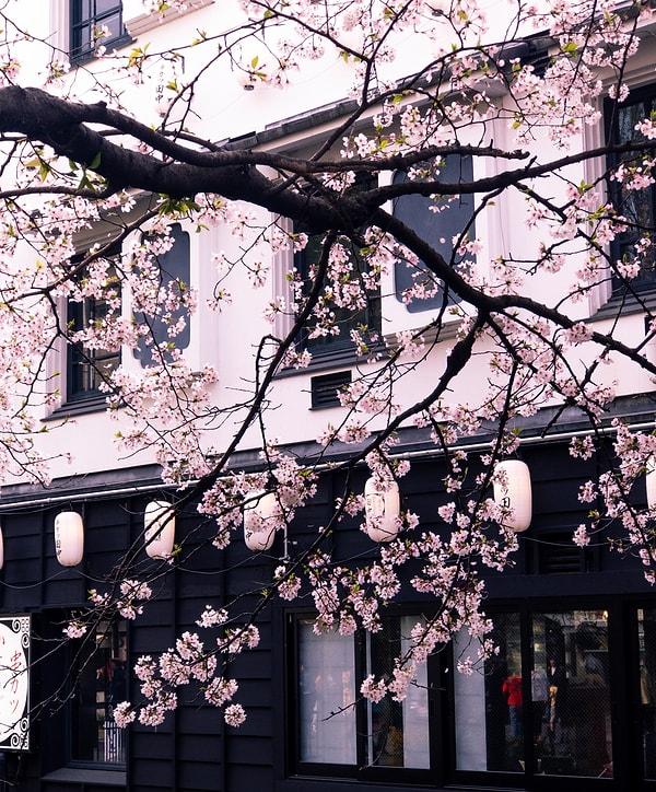 Kiraz ağacı çiçeği Japonya'nın en bilinen ve ilgi çeken milli çiçeklerinden biridir. ancak bu çiçek resmi değildir.