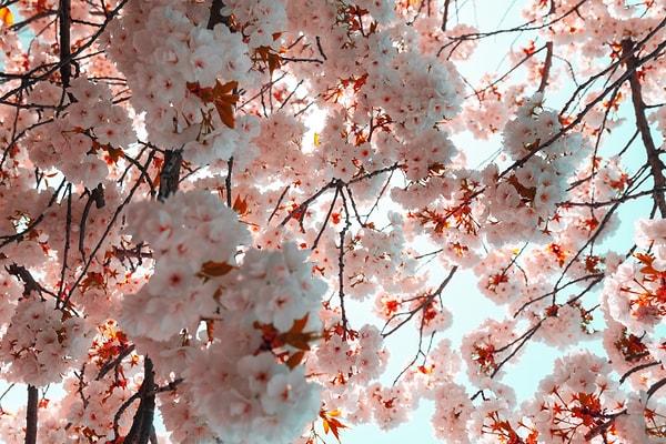 Kiraz çiçekleri her ne kadar Japonya ile özdeşleşse de size ilginç bir haberimiz var!