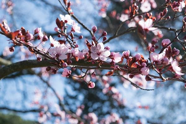 Japonya'da kiraz ağaçlarının hiçbir yeri ziyan olmuyor. Çünkü bu türün hem çiçekleri hem de yaprakları yenilebiliyor!