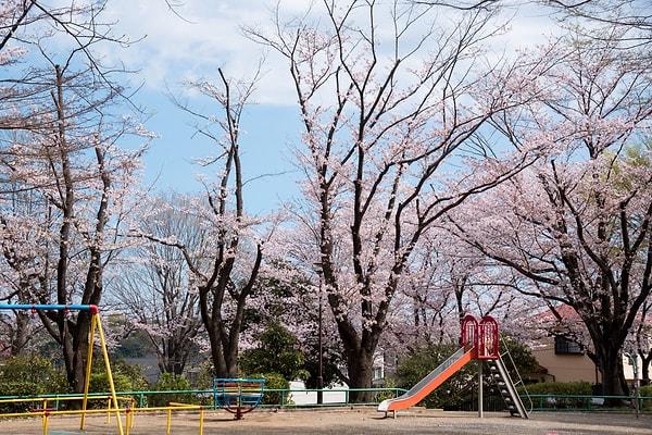 Aslında sakura ağaçları Japonya'nın doğal güzellikleri olarak nitelendirildiği için bu ağacın tohumları ülke dışına çıkarılamıyor.