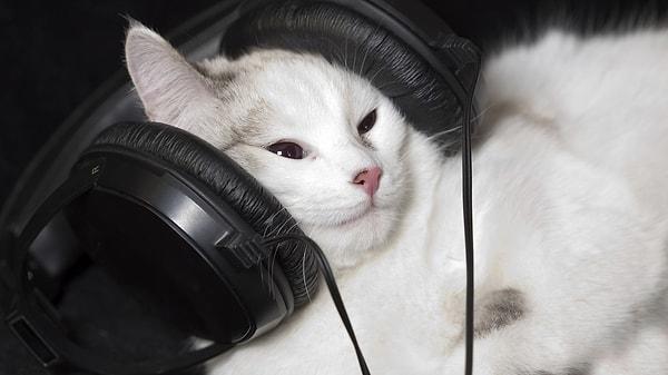 Kediler klasik müzikten hoşlanıyor!