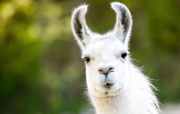 Lama Hakkında İlginç Bilgiler