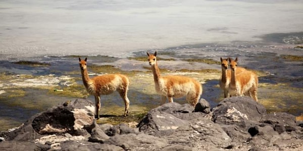 Vicuna (Vikunya) Laması