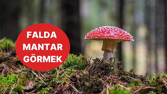 Falda Mantar Görmek Ne Anlama Gelir? Günlük Yaşantınıza ve Sağlığınıza Dikkat!