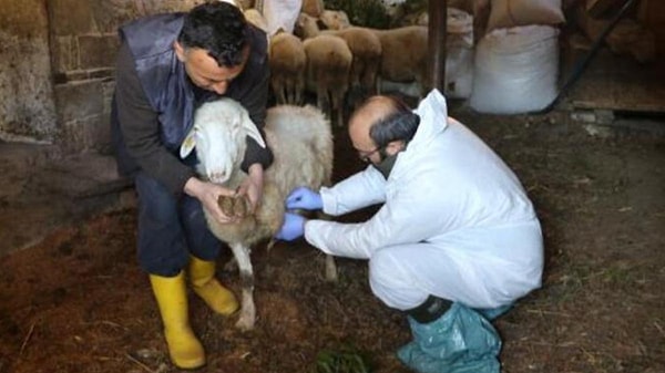 Hayvanlardan insanlara bulaşan hastalıklara "zoonoz"  denir. Yeni ortaya çıkan bulaşıcı hastalıkların yaklaşık yüzde 75'i zoonozdan kaynaklanmaktadır.