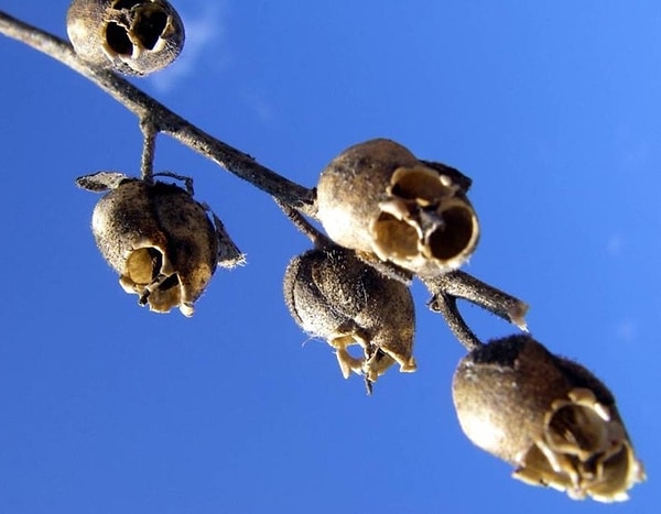 3. Львиный зев