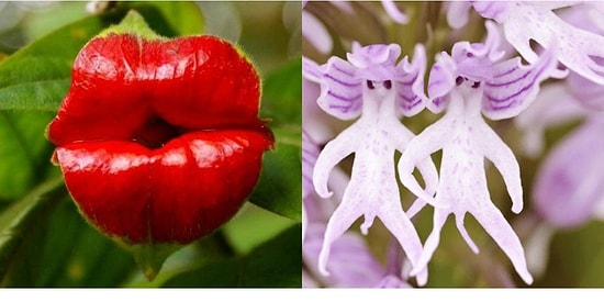 11 удивительных растений, которые можно назвать настоящим чудом природы