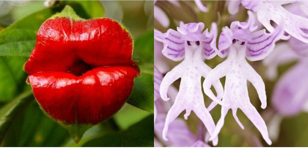 11 удивительных растений, которые можно назвать настоящим чудом природы