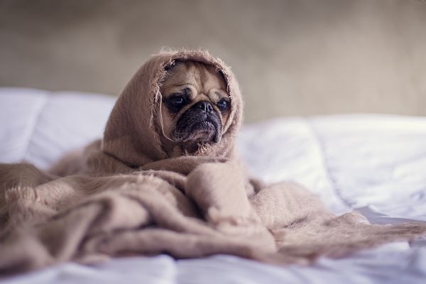 Böyle durumlarda köpeğinizin dikkatini stresli durumdan uzaklaştırıp sakinleşince de iyi bir ödül mamasıyla onu mutlu edin.