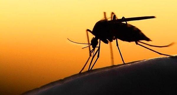 Sivrisinekler dünyadaki en ölümcül hayvanlardır. İnsanlardan iki kat, yılanlardan ise yirmi kat daha fazla insanı öldürürler.