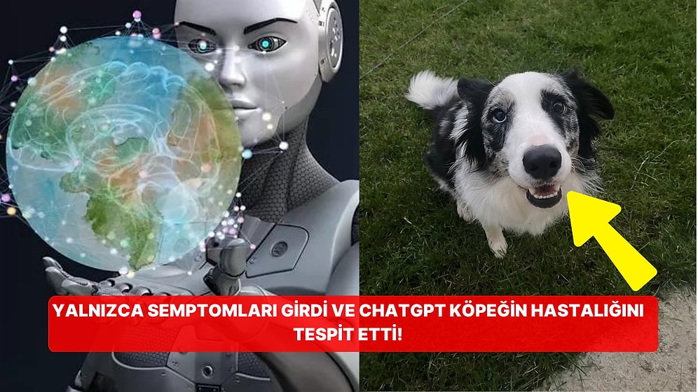 Veterinerler Doğru Teşhisi Koyamamıştı! ChatGPT'den Yardım Alarak Köpeğini Kurtaran Adamın Hikayesi