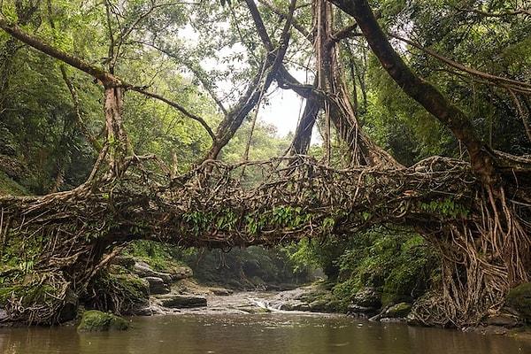 4. Hindistan'da ficus ağacının köklerinden köprüler yapılıyor.