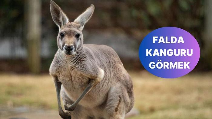 Falda Kanguru Görmek Ne Anlama Gelir? Yeni Arkadaşlıklara Hazır Olun!